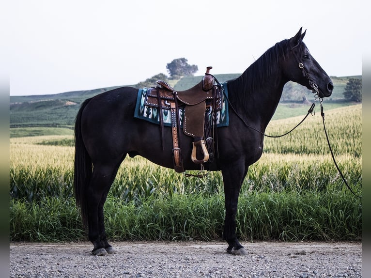 American Quarter Horse Wallach 9 Jahre 152 cm Rappe in Battle Creek