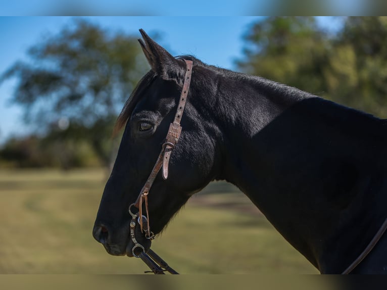 American Quarter Horse Wallach 9 Jahre 152 cm Rappe in Joshua