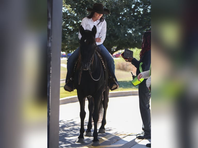 American Quarter Horse Wallach 9 Jahre 152 cm Rappe in Joshua