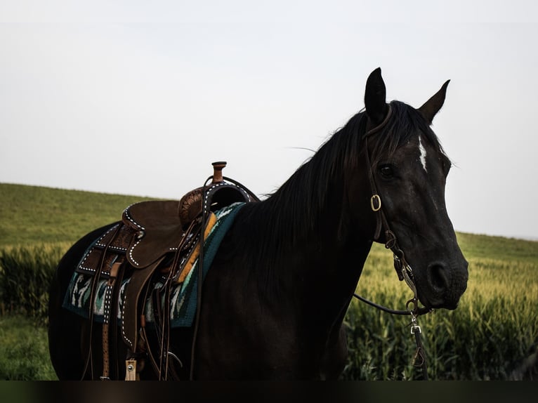 American Quarter Horse Wallach 9 Jahre 152 cm Rappe in Battle Creek