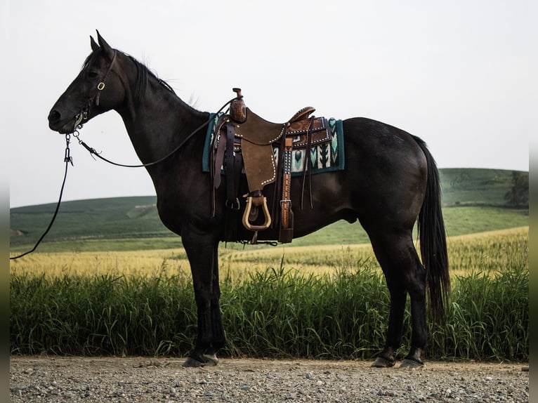American Quarter Horse Wallach 9 Jahre 152 cm Rappe in Battle Creek