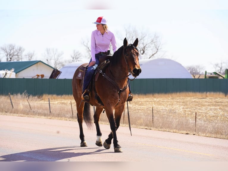 American Quarter Horse Wallach 9 Jahre 152 cm Roan-Bay in Corsica, SD