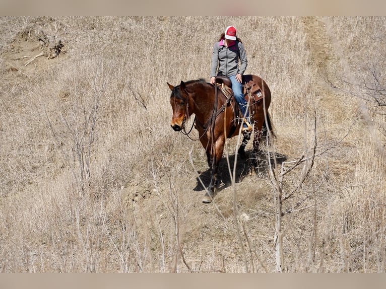 American Quarter Horse Wallach 9 Jahre 152 cm Roan-Bay in Corsica, SD