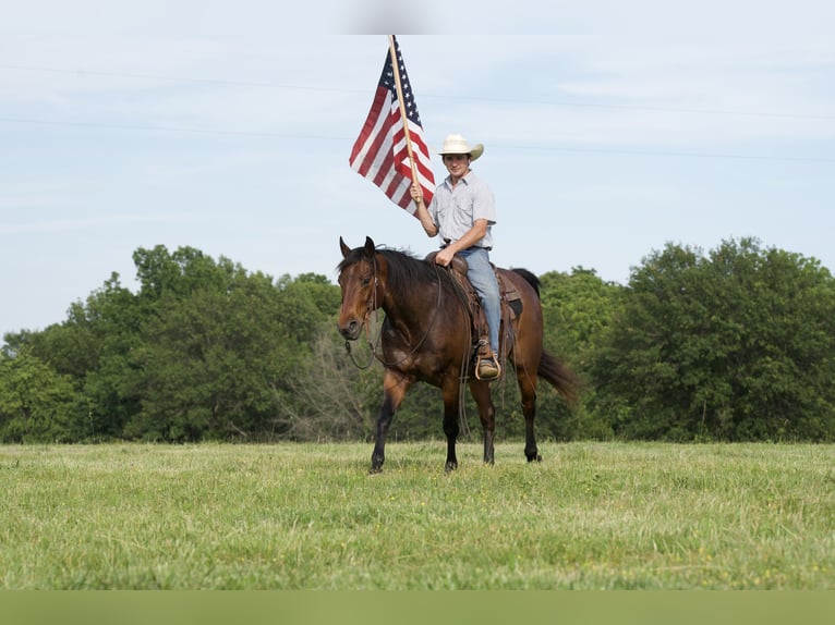 American Quarter Horse Wallach 9 Jahre 152 cm Roan-Bay in CANYON, TX