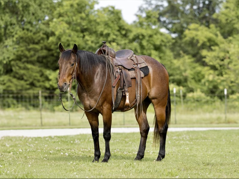 American Quarter Horse Wallach 9 Jahre 152 cm Roan-Bay in CANYON, TX