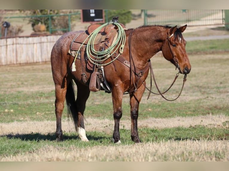 American Quarter Horse Wallach 9 Jahre 152 cm Roan-Bay in Joshua, TX