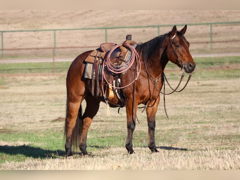 American Quarter Horse Wallach 9 Jahre 152 cm Roan-Bay in Joshua, TX