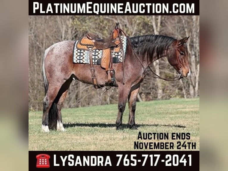 American Quarter Horse Wallach 9 Jahre 152 cm Roan-Bay in Brodhead KY