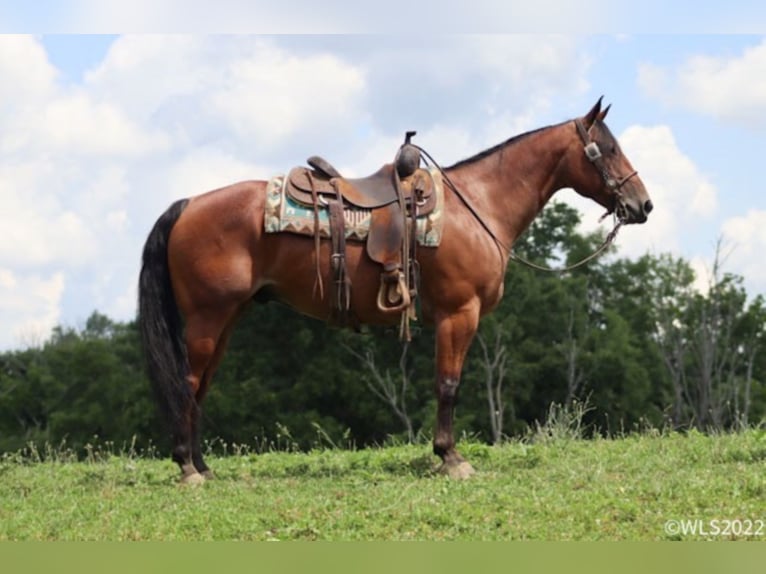 American Quarter Horse Wallach 9 Jahre 152 cm Roan-Bay in Brooksville KY
