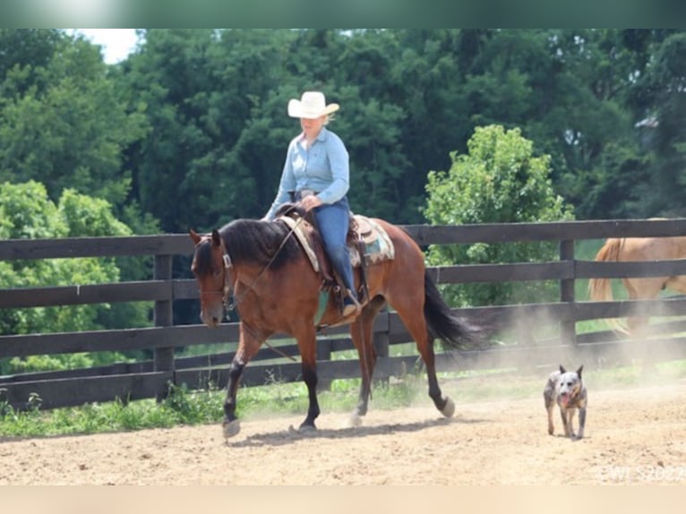 American Quarter Horse Wallach 9 Jahre 152 cm Roan-Bay in Brooksville KY