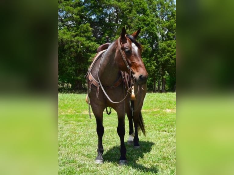 American Quarter Horse Wallach 9 Jahre 152 cm Roan-Bay in Greenville KY
