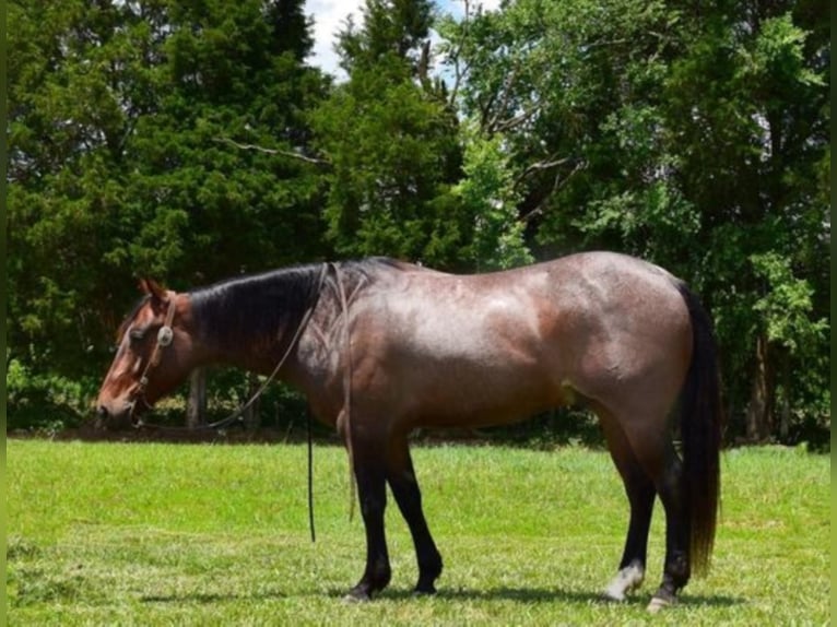 American Quarter Horse Wallach 9 Jahre 152 cm Roan-Bay in Greenville KY