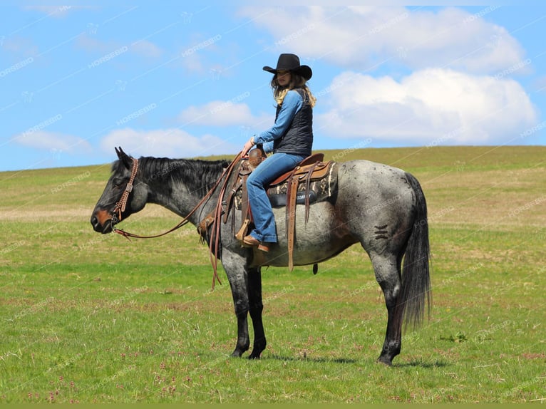 American Quarter Horse Wallach 9 Jahre 152 cm Roan-Blue in Brookville