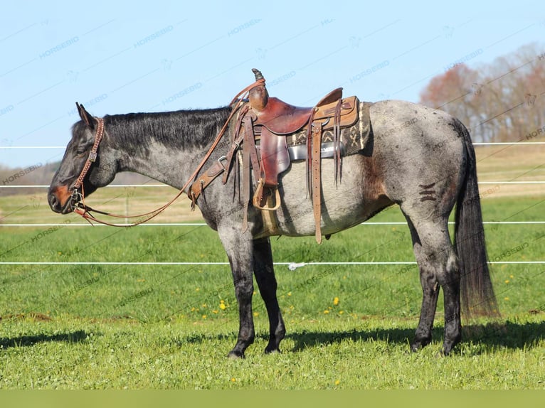 American Quarter Horse Wallach 9 Jahre 152 cm Roan-Blue in Brookville