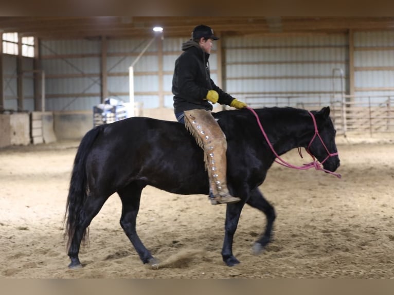 American Quarter Horse Wallach 9 Jahre 152 cm Roan-Blue in Bernard, IA