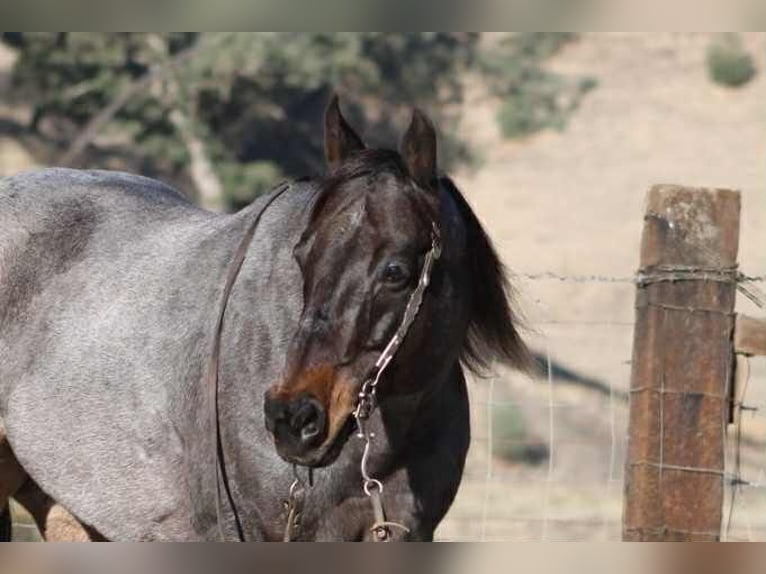American Quarter Horse Wallach 9 Jahre 152 cm Roan-Blue in Paicines CA