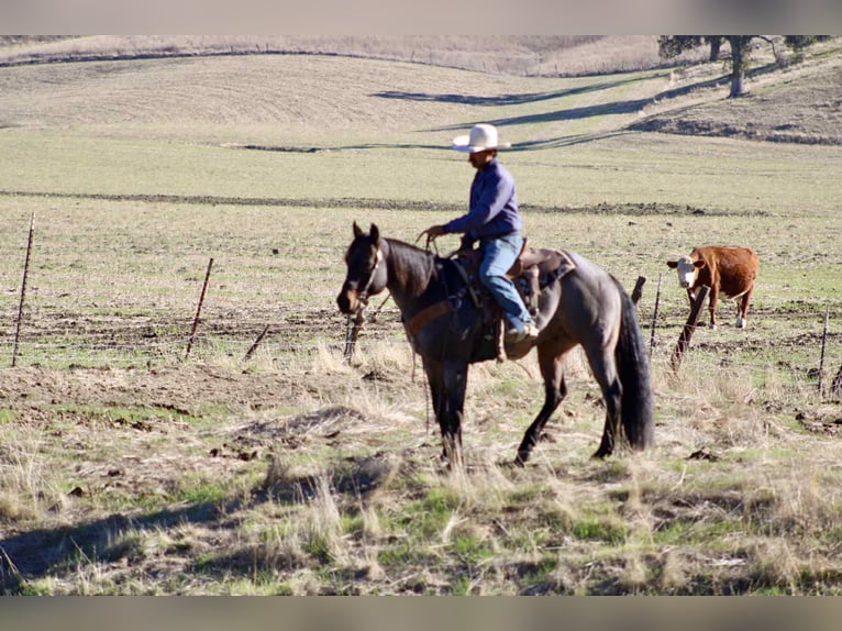 American Quarter Horse Wallach 9 Jahre 152 cm Roan-Blue in Paicines CA