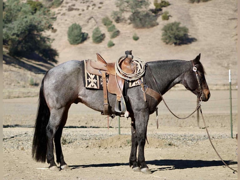 American Quarter Horse Wallach 9 Jahre 152 cm Roan-Blue in Paicines CA
