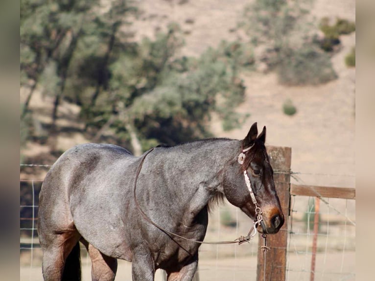 American Quarter Horse Wallach 9 Jahre 152 cm Roan-Blue in Paicines CA