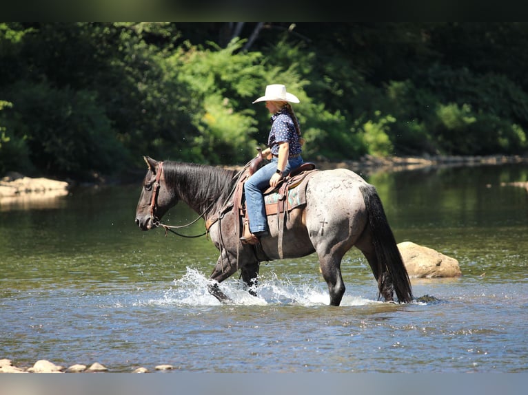 American Quarter Horse Wallach 9 Jahre 152 cm Roan-Blue in Clarion, PA