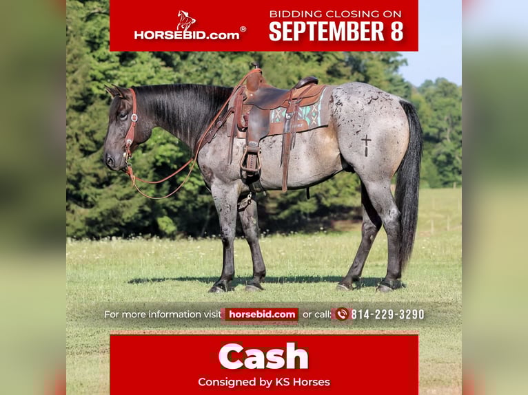 American Quarter Horse Wallach 9 Jahre 152 cm Roan-Blue in Clarion, PA
