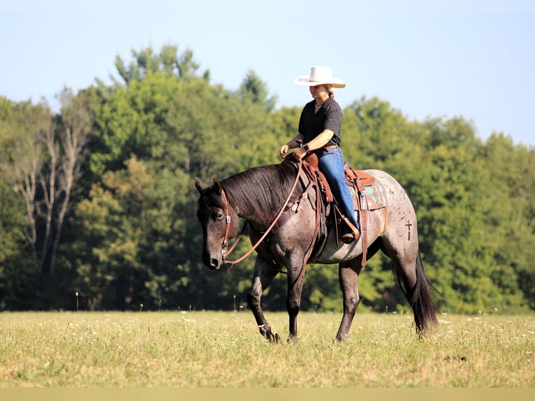 American Quarter Horse Wallach 9 Jahre 152 cm Roan-Blue in Clarion, PA