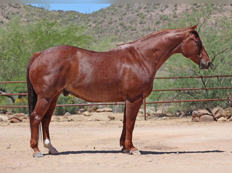 American Quarter Horse Wallach 9 Jahre 152 cm Roan-Red in Front Royal