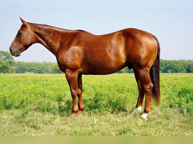 American Quarter Horse Wallach 9 Jahre 152 cm Roan-Red in Valley Springs