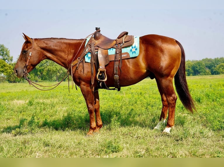 American Quarter Horse Wallach 9 Jahre 152 cm Roan-Red in Valley Springs