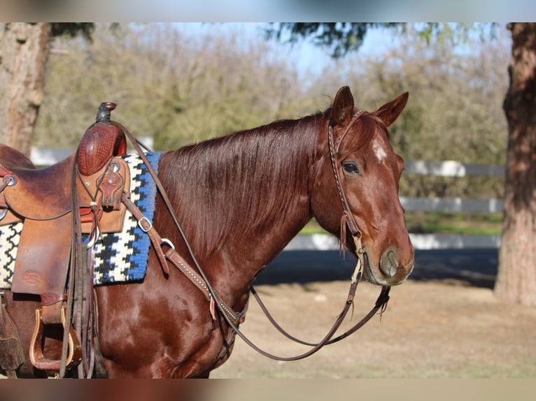 American Quarter Horse Wallach 9 Jahre 152 cm Roan-Red in Waterford