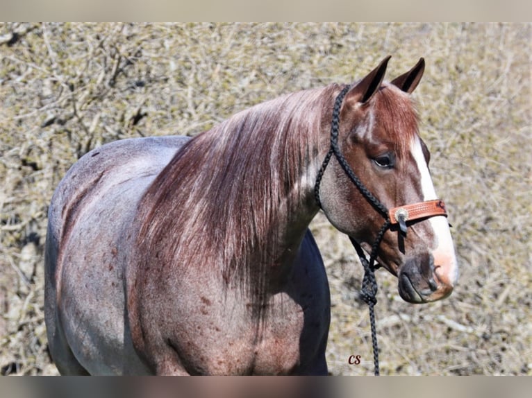 American Quarter Horse Wallach 9 Jahre 152 cm Roan-Red in Jacksboro TX