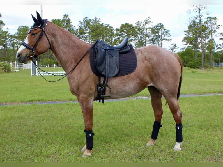 American Quarter Horse Wallach 9 Jahre 152 cm Roan-Red in Christmas FL