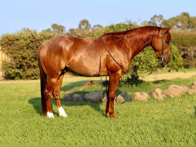 American Quarter Horse Wallach 9 Jahre 152 cm Roan-Red in Pleasant Grove CA