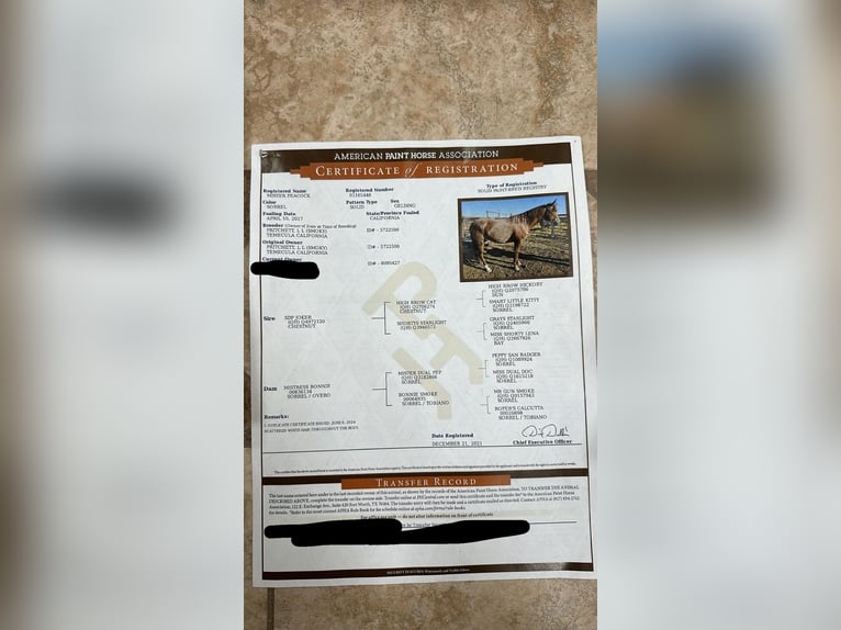 American Quarter Horse Wallach 9 Jahre 152 cm Roan-Red in Pleasant Grove CA