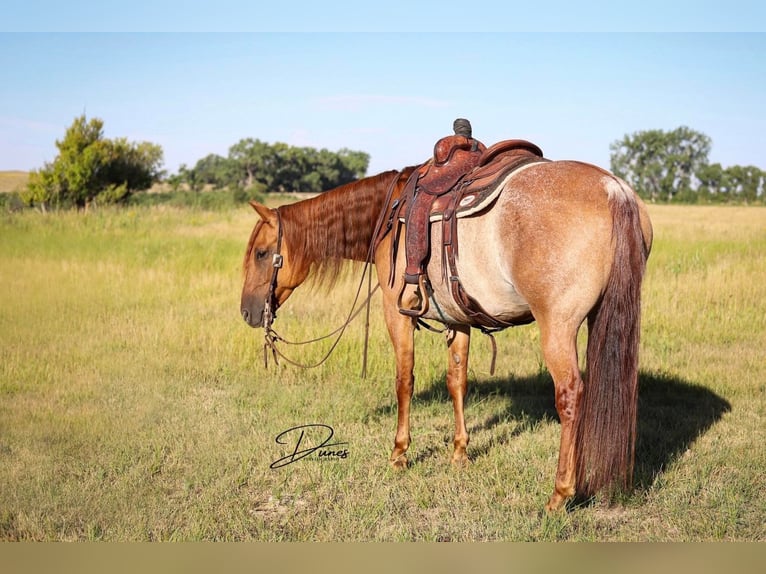 American Quarter Horse Wallach 9 Jahre 152 cm Roan-Red in THedford NEbraska