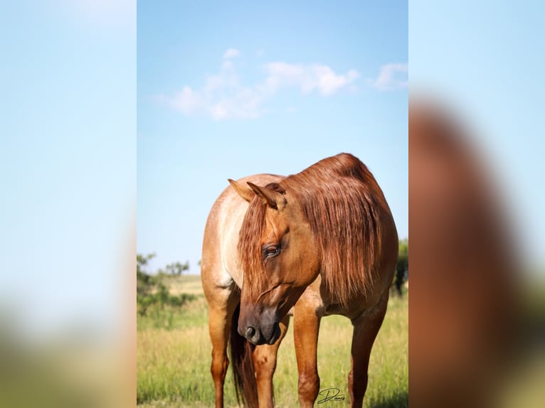 American Quarter Horse Wallach 9 Jahre 152 cm Roan-Red in THedford NEbraska