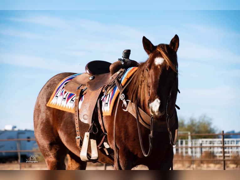 American Quarter Horse Wallach 9 Jahre 152 cm Roan-Red in Wickenburg AZ