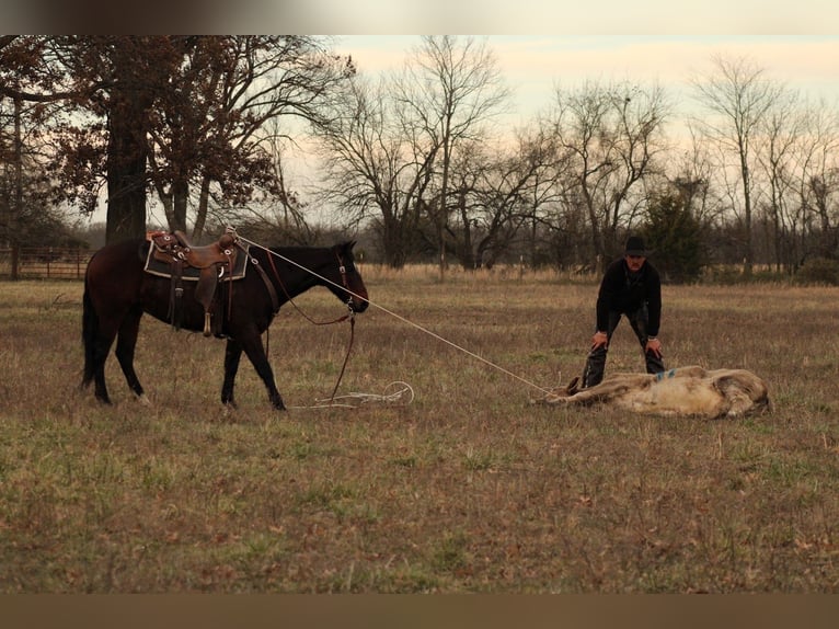 American Quarter Horse Wallach 9 Jahre 152 cm Rotbrauner in Baxter Springs