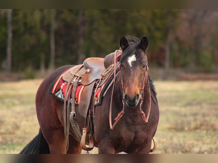 American Quarter Horse Wallach 9 Jahre 152 cm Rotbrauner in Baxter Springs