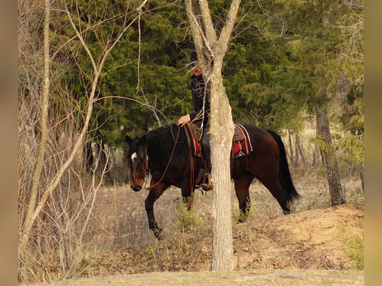 American Quarter Horse Wallach 9 Jahre 152 cm Rotbrauner in Baxter Springs