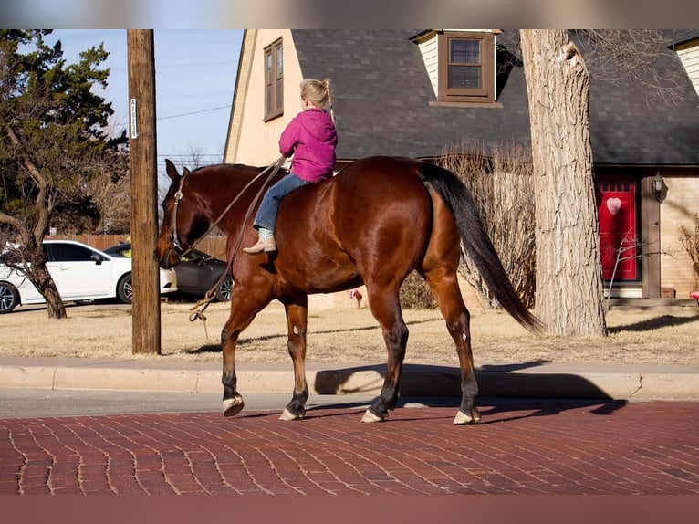 American Quarter Horse Wallach 9 Jahre 152 cm Rotbrauner in Canyon, TX