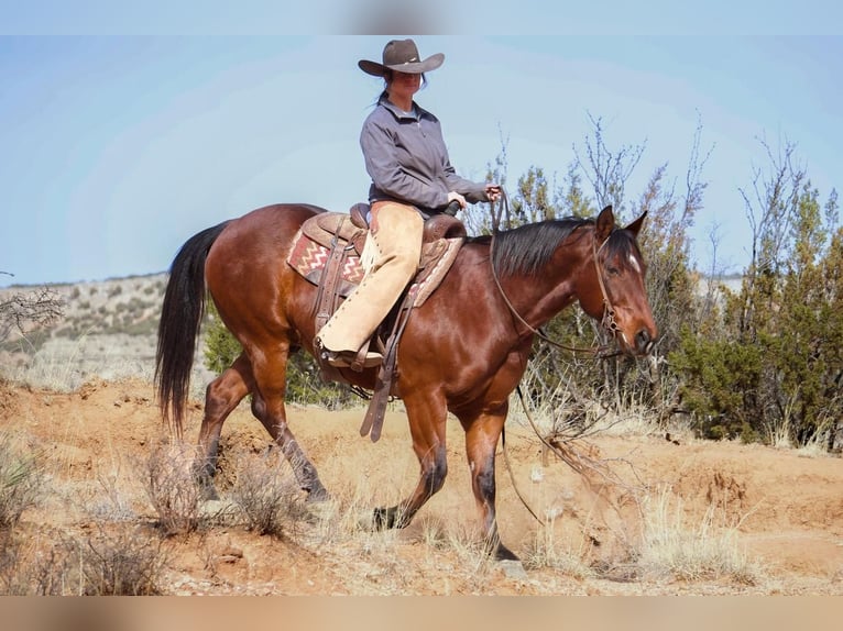American Quarter Horse Wallach 9 Jahre 152 cm Rotbrauner in Canyon, TX
