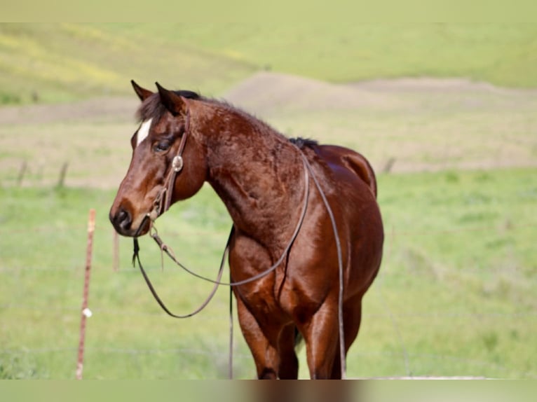 American Quarter Horse Wallach 9 Jahre 152 cm Rotbrauner in King City
