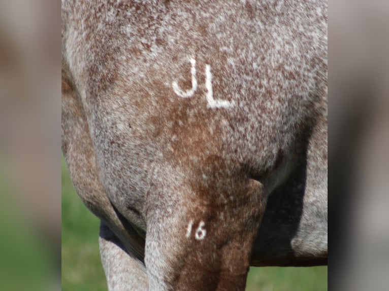 American Quarter Horse Wallach 9 Jahre 152 cm Rotbrauner in Mount Vernon KY