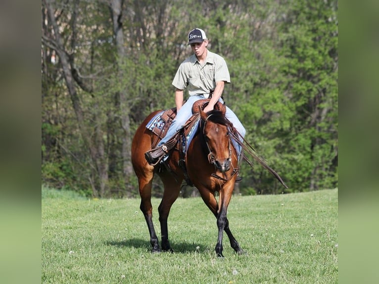 American Quarter Horse Wallach 9 Jahre 152 cm Rotbrauner in LEvel Green Ky