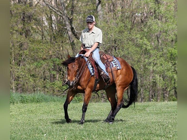 American Quarter Horse Wallach 9 Jahre 152 cm Rotbrauner in LEvel Green KY