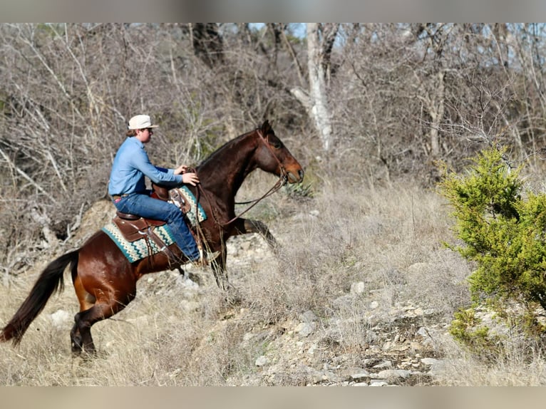 American Quarter Horse Wallach 9 Jahre 152 cm Rotbrauner in Lipan TX