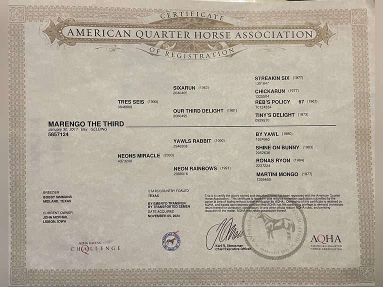 American Quarter Horse Wallach 9 Jahre 152 cm Rotbrauner in Lisbon IA