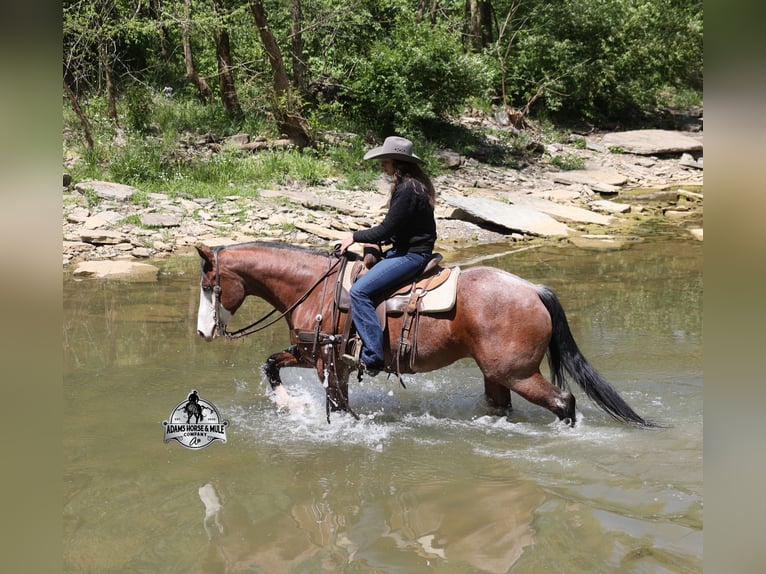 American Quarter Horse Wallach 9 Jahre 152 cm Rotbrauner in Mount Vernon