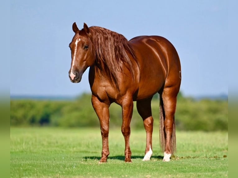 American Quarter Horse Wallach 9 Jahre 152 cm Rotfuchs in Waco